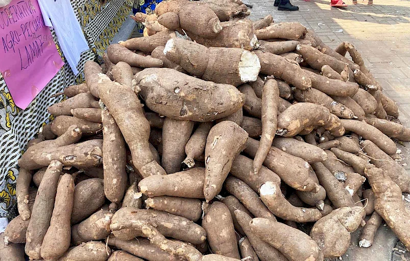 Produção de mandioca na Lunda Norte