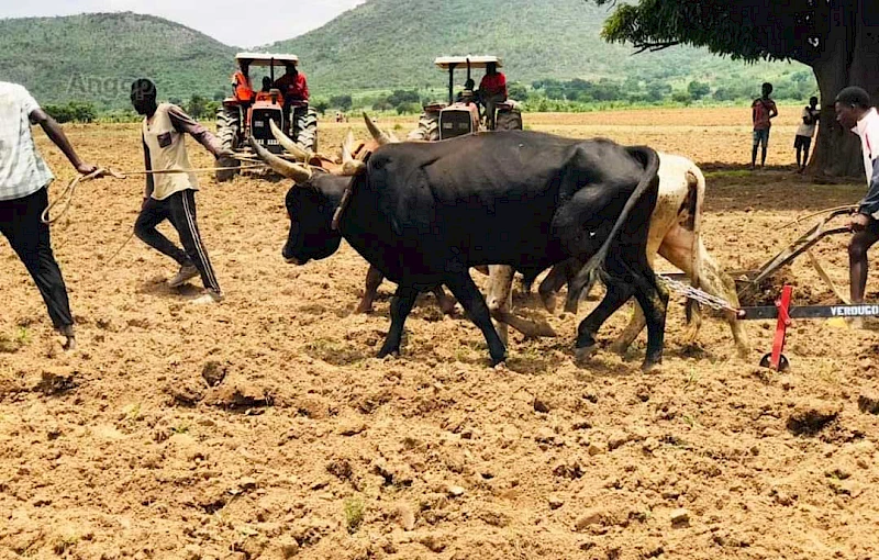 Produção agrícola