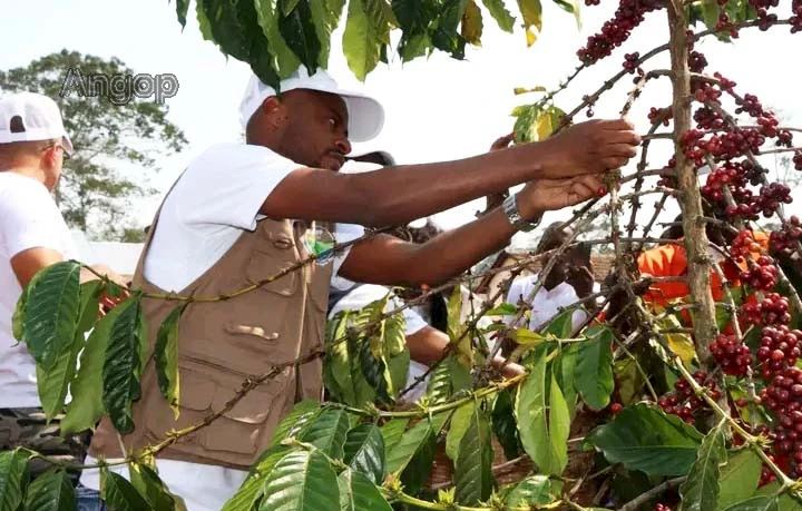 Colheita de café no Cuanza Sul