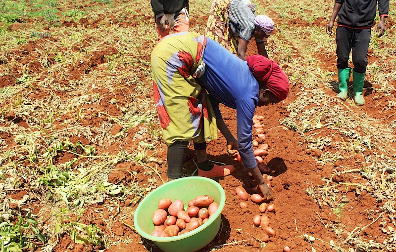 Colheita da produção agrícola na Matala