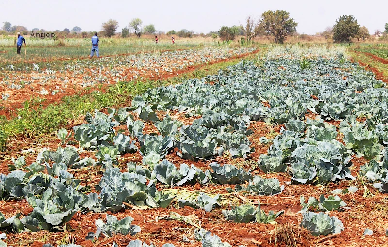 Pordução agrícola na cadeia de Alcácer, na Matala