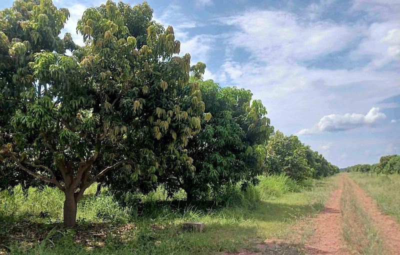 Perímetro irrigado do Mucoso na província do Cuanza Norte