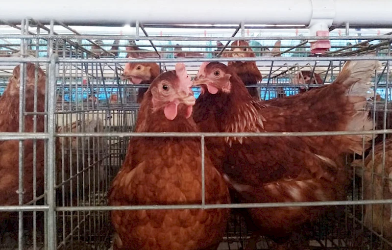 Produção de frangos e ovos (Arquivo)