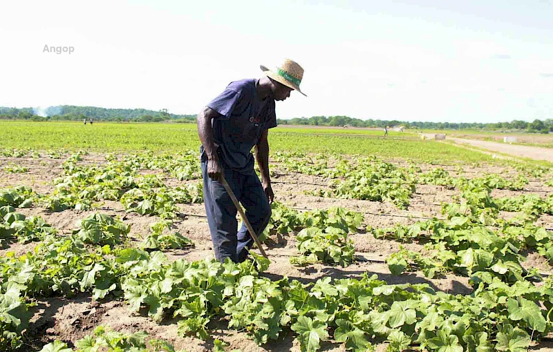 Perímetro Irrigado do Mucoso na província do Cuanza Norte